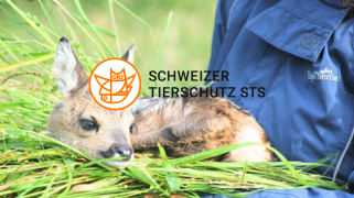 Übersetzungen für den Schweizer Tierschutz STS