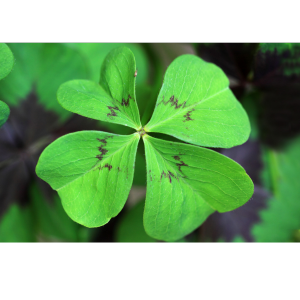 Neujahrsbräuche weltweit I Apostroph Group